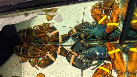 Rare Blue Lobster