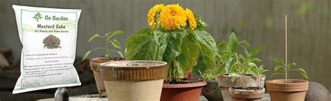 Go Garden Mustard Cake Fertilizer for Plants, 900 G : Amazon.in: Garden ...