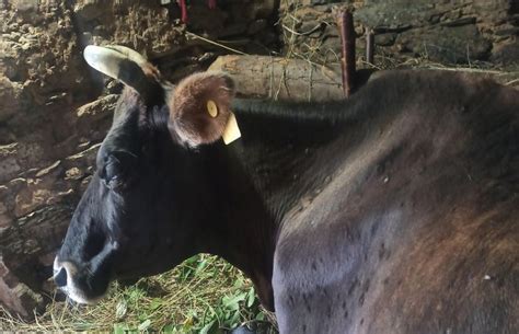 Lumpy Skin Disease Returns as Social, Infrastructural Factors Dampen ...