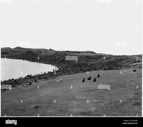 A rookery, a breeding ground for birds, is shown, demonstrating a vital ...
