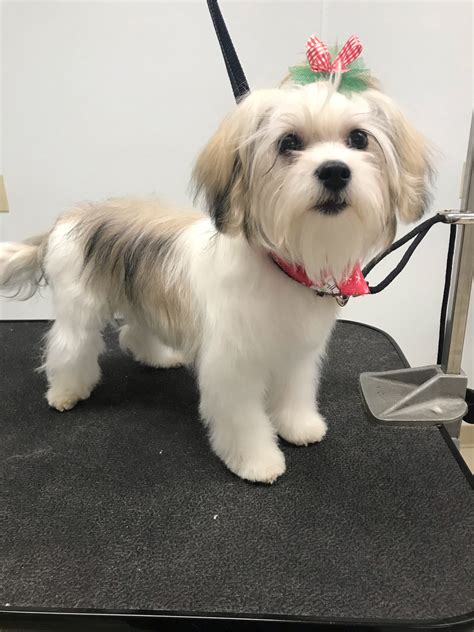 Maltese Shih Tzu Mix