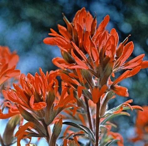 Indian paintbrush flower essence - isomine