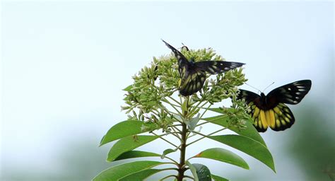 八字格局详解：两干不杂格、蝴蝶双飞格、两神成象格、棣萼联芳格_又名