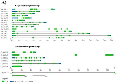 Genome and Transcriptome Analyses of Genes Involved in Ascorbate ...