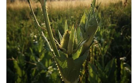 Microplastics Found In Water Trapped On Plant Leaves For The First Time
