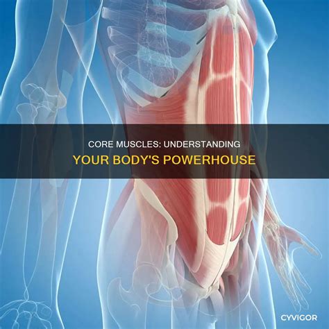 Core Muscles 的图像结果