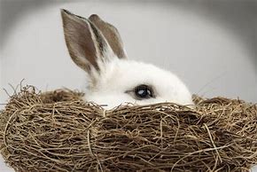 Image result for Bunny Nest