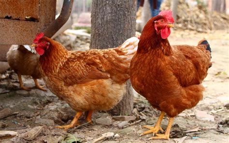 鸡肉的营养价值及功效与作用_鸡肉的食用方法-聚餐网