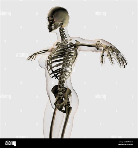 Female Skeletal System