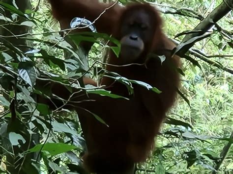 SUMATRA JUNGLE HAVEN (2026) All You Need to Know BEFORE You Go (with ...