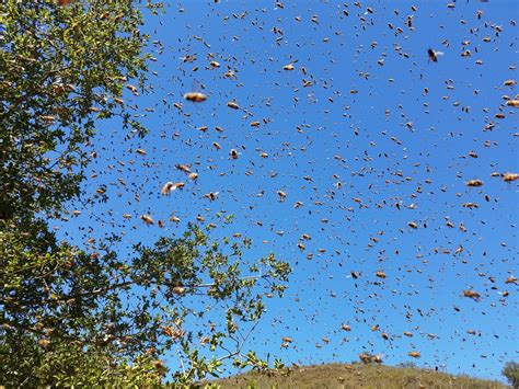 Swarm Of The Bees
