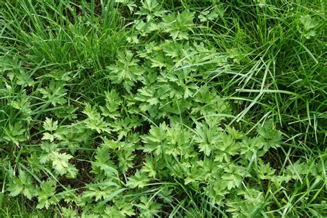 Gegen Ampfer, Vogelmiere & Co.: 8 Tipps gegen Unkräuter auf Grünland ...