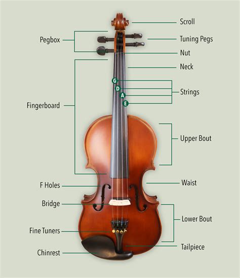 The Enthusiast's Guide To Each Detail Of The Violin