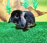 Image result for Animated Baby Mini Lop