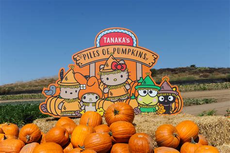 Tanaka Farms Pumpkin Patch in Irvine | Ramiro & Erica Rivas