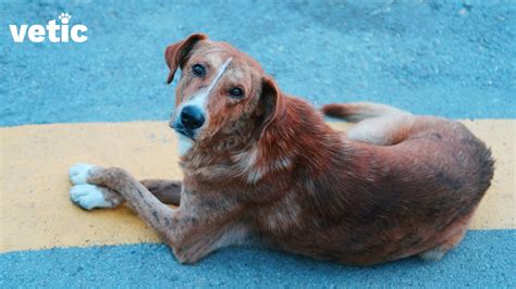 Fungal Infection Medicine Dogs at Leonard Gagliano blog