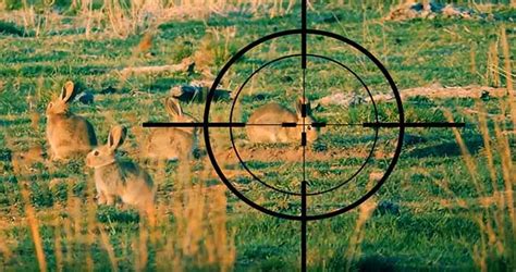 Rabbit Hunting Tips 的图像结果