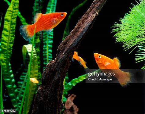 Colorful Fish 的图像结果