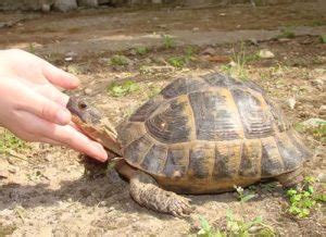 Image result for Turtle Pulled Inside Shell