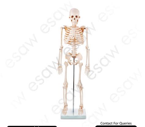 Human Skeleton Model 85CM
