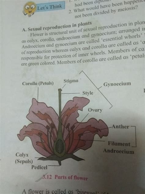 Draw a diagram of the longitudinal section of a flower and label ...