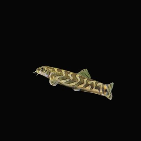 Zodiac loach – Best4Pets