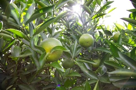 ARIYA Orijinal Varaity Live Healthy Sweet "Giant Lemon Batabi" Grafted ...