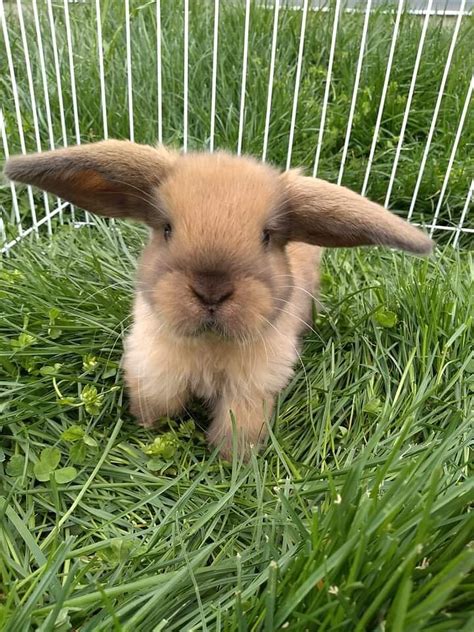 HAPPY HOPPERS RABBITRY (2026) All You Need to Know BEFORE You Go (with ...