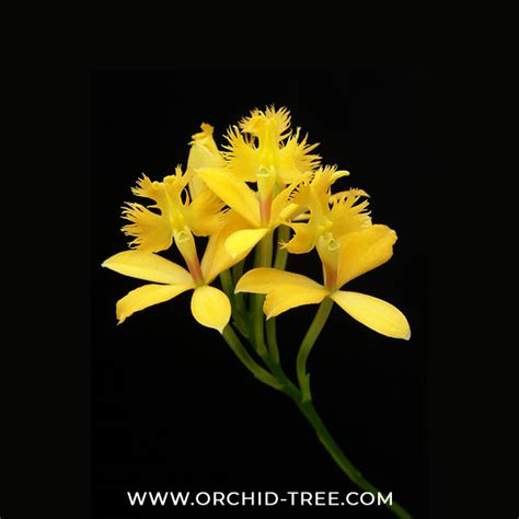 Epidendrium Yellow Doll Orchid Plant - FF – Orchid-Tree