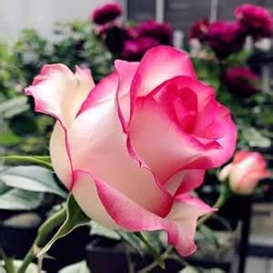 Jumelia Rose Plant : Amazon.in: Garden & Outdoors