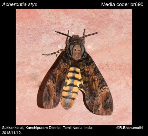 Acherontia styx (Westwood, 1847) - Lesser Death's Head Hawkmoth | Moths