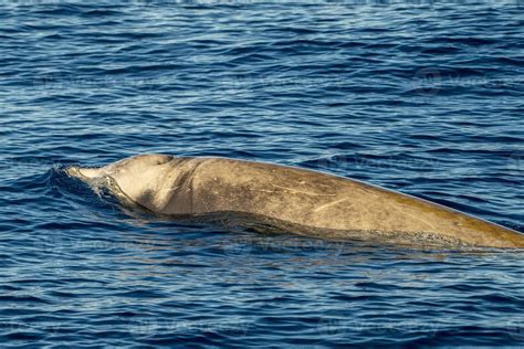 Rare Goose Beaked whale dolphin Ziphius cavirostris 20298501 Stock ...