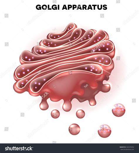 Golgi Apparatus A Part Of The Cell. Detailed Illustration - 345376952 ...