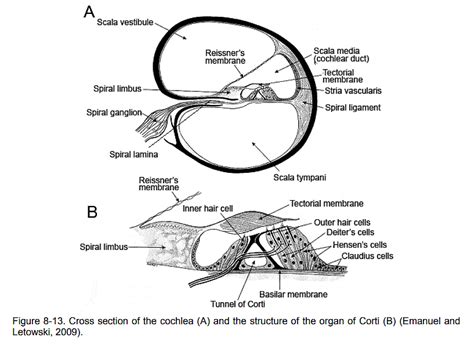 Hearing System - Zoology Optional Notes for UPSC PDF Download