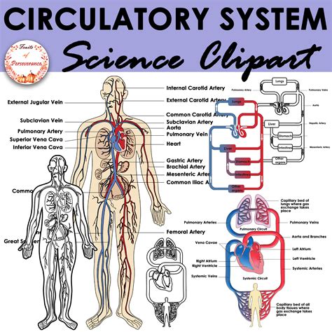 Image result for Circulatory System Drawing