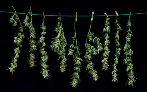 Image result for Marijuana Drying Methods