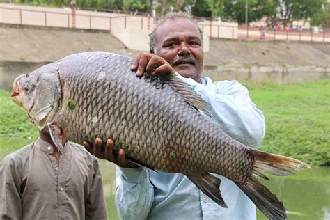 Industrial Corridors Swallow Hundreds of Fish Species in Gujarat - The Wire
