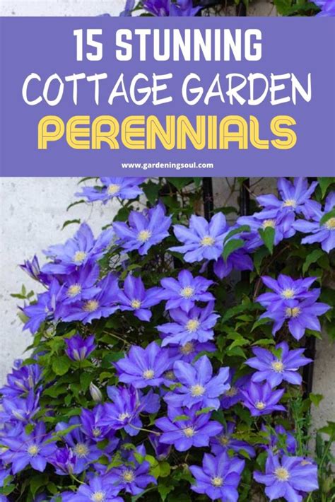 Cottage Garden Perennials 的图像结果