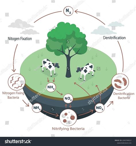 Nitrogen Diagram Cycle at Katherine Somers blog