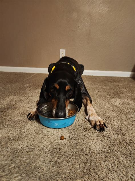 Why is It Bad for Dogs to Eat Lying Down? Risks Unveiled! - amazingdogworld.com