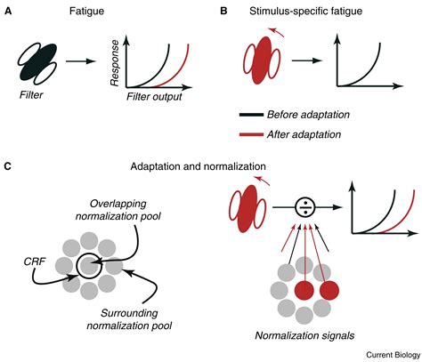 Moving Sensory Adaptation beyond Suppressive Effects in Single Neurons ...