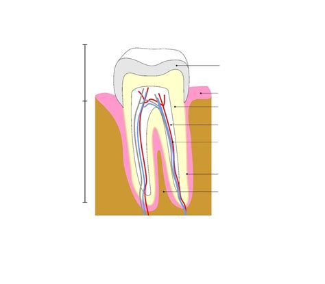 Tooth 的图像结果