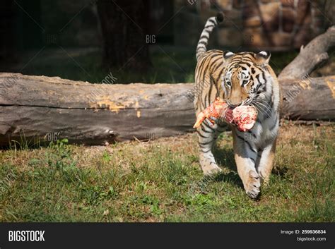 Diet Of A Tiger