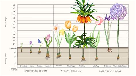 Potting up Bulbs To Welcome Spring’s Return - GATHER & GROW