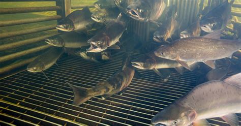 Anatomy of a Fish Weir | U.S. Fish & Wildlife Service