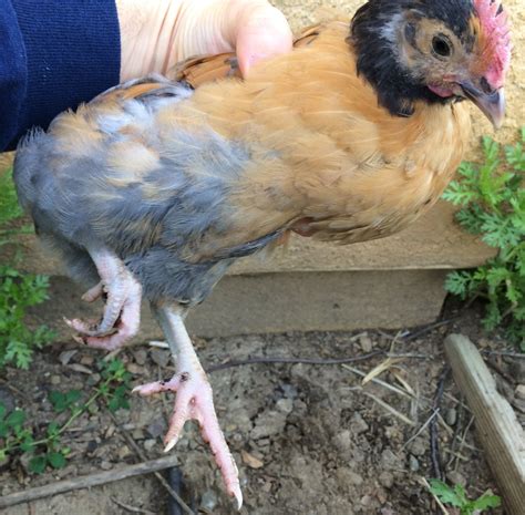 Do Blue Andalusian hens all have spurs? | BackYard Chickens - Learn How ...