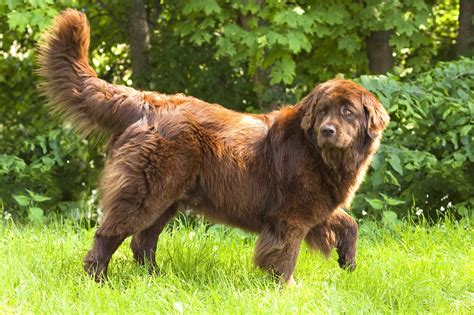 How Much Does a Newfoundland Cost? (2025 Price Guide)