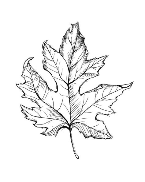 fall line drawings