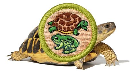 Reptile and Amphibian Merit Badge Class - NEW DATE, 6908 Belair Rd ...
