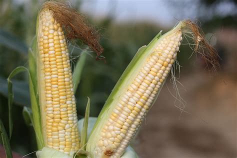 优享资讯 | 微纪录片丨“玉米种子就是我的生命”